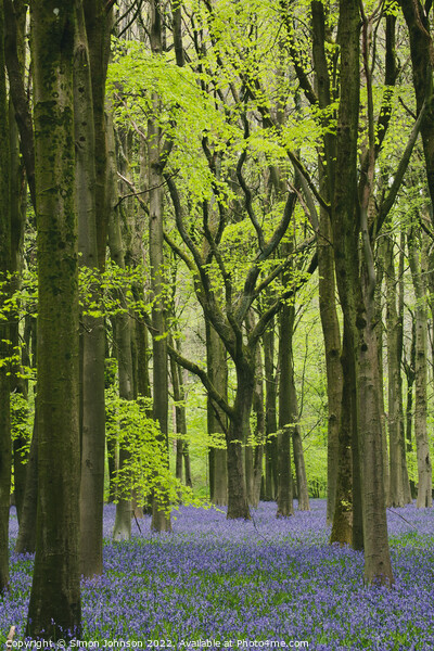 ~Bluebell Woodland Picture Board by Simon Johnson