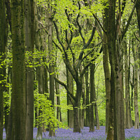 Buy canvas prints of ~Bluebell Woodland by Simon Johnson