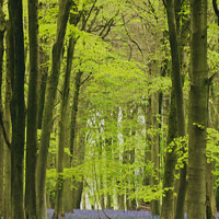 Buy canvas prints of Bluebell Avenue by Simon Johnson