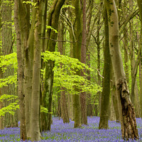 Buy canvas prints of Bluebell Woods by Simon Johnson