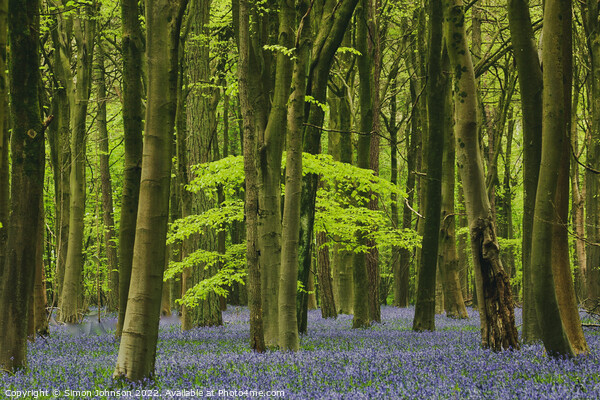 bluebell woodland Picture Board by Simon Johnson
