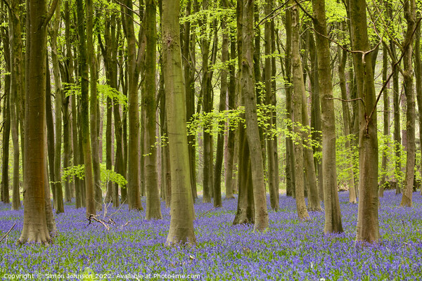 Bluebell Woodland Picture Board by Simon Johnson