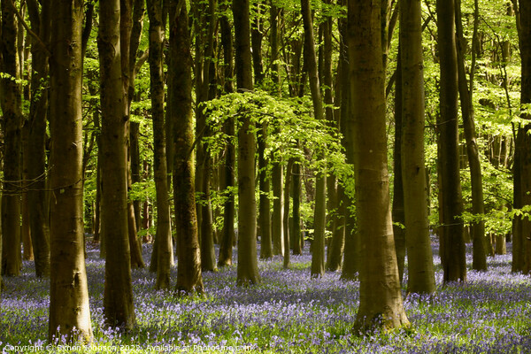 Woodland Bluebells Picture Board by Simon Johnson