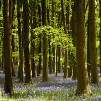 Buy canvas prints of Woodland Bluebells by Simon Johnson