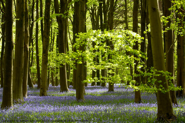 Sunlight in a bluebell Wood Picture Board by Simon Johnson