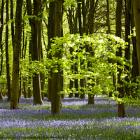 Buy canvas prints of Sunlight in a bluebell Wood by Simon Johnson