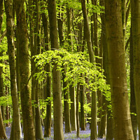 Buy canvas prints of Bluebell woodland by Simon Johnson