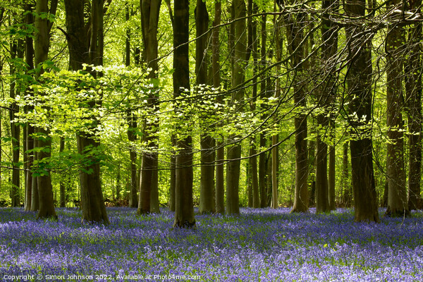 Bluebells  Picture Board by Simon Johnson