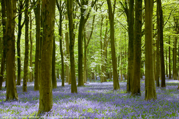 Bluebell Woodland   Picture Board by Simon Johnson