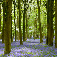 Buy canvas prints of Bluebell Woodland   by Simon Johnson
