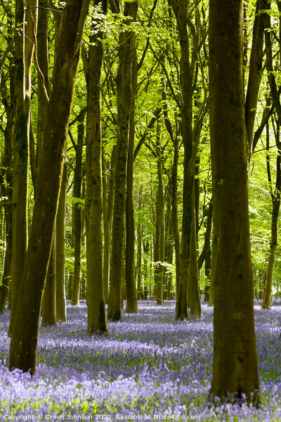 Bluebell Woodland  Picture Board by Simon Johnson
