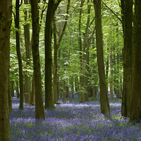 Buy canvas prints of Bluebell Woodland  by Simon Johnson