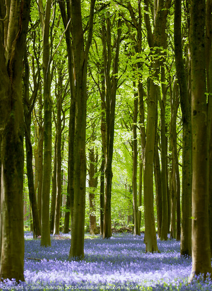 Bluebell Avenue Picture Board by Simon Johnson