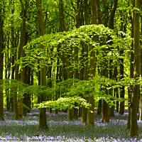 Buy canvas prints of Bluebell Woodland by Simon Johnson