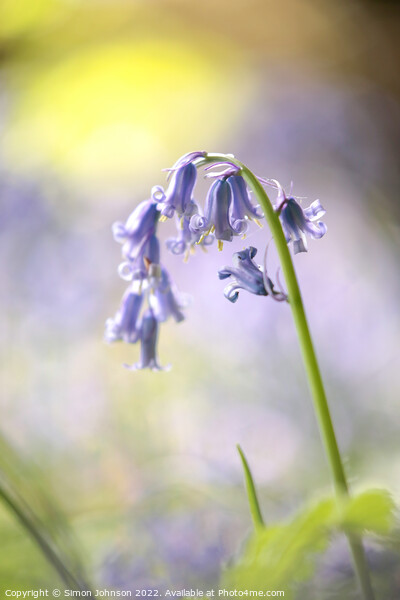 bluebell flower Picture Board by Simon Johnson