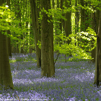 Buy canvas prints of Sunlit Beech tree and Bluebells by Simon Johnson