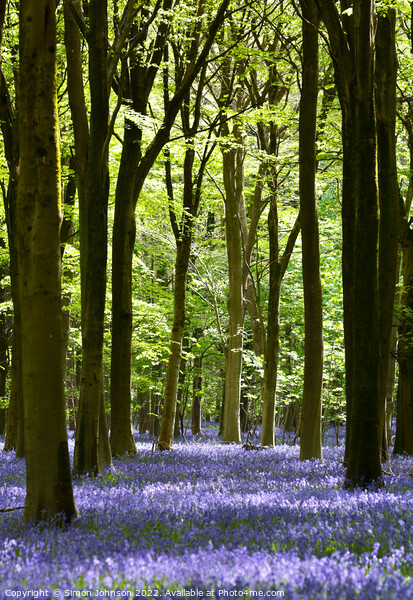 bluebells Picture Board by Simon Johnson