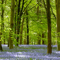 Buy canvas prints of Bluebell Woodland by Simon Johnson