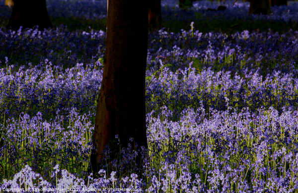 sunlit bluebells Picture Board by Simon Johnson