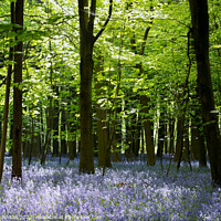 Buy canvas prints of bluebell woodland by Simon Johnson