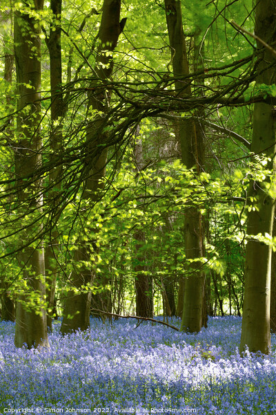 sunlit Bluebells Picture Board by Simon Johnson