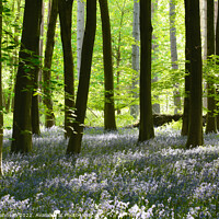 Buy canvas prints of Bluebell woodland by Simon Johnson