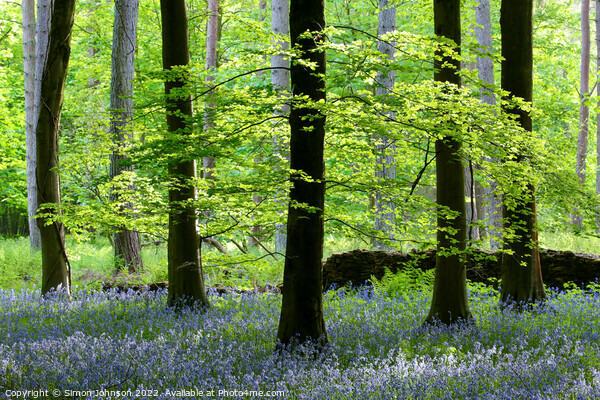 Bluebells Picture Board by Simon Johnson