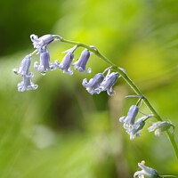 Buy canvas prints of Bluebell  flower by Simon Johnson