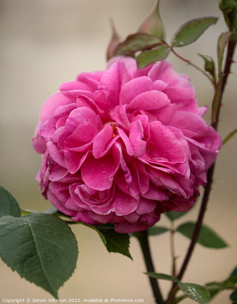 Gertrude Jekyll Rose Picture Board by Simon Johnson