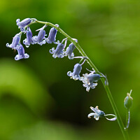 Buy canvas prints of A close up of a  Bluebell flower by Simon Johnson