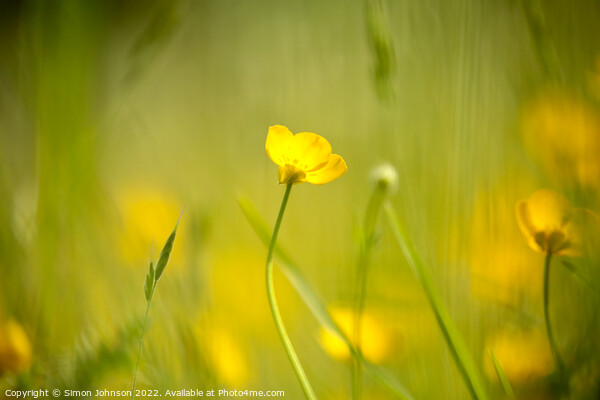buttercup flower Picture Board by Simon Johnson