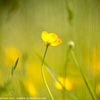 Buy canvas prints of buttercup flower by Simon Johnson