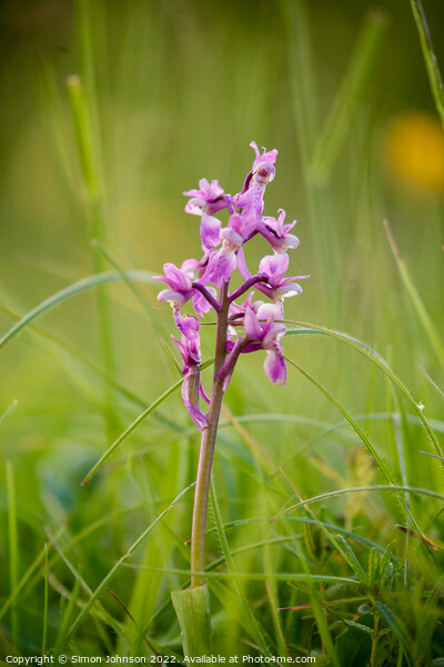 Wild Orchid Picture Board by Simon Johnson
