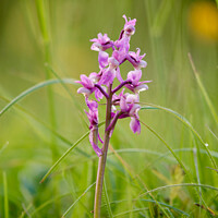 Buy canvas prints of Wild Orchid by Simon Johnson