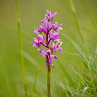 Buy canvas prints of Wid orchid  by Simon Johnson
