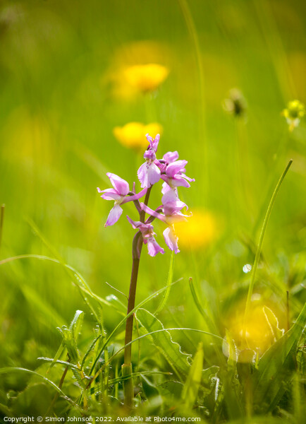 Wild Orchid  Picture Board by Simon Johnson