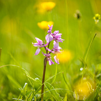 Buy canvas prints of Wild Orchid  by Simon Johnson