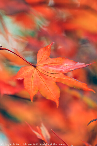 creative image of acer leaf Picture Board by Simon Johnson