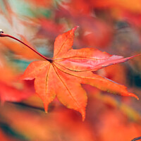 Buy canvas prints of creative image of acer leaf by Simon Johnson