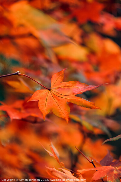 autumn acer colour Picture Board by Simon Johnson
