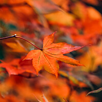 Buy canvas prints of autumn acer colour by Simon Johnson