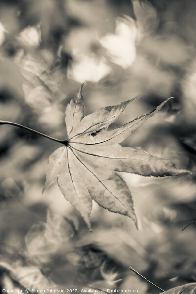 acer leaf in black and white Picture Board by Simon Johnson