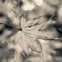 Buy canvas prints of acer leaf in black and white by Simon Johnson