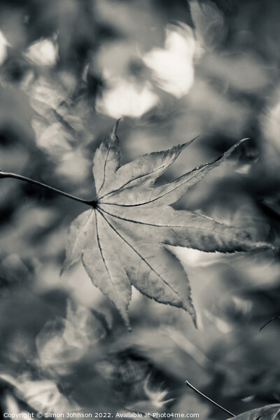 Acer leaf in black and white Picture Board by Simon Johnson