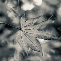 Buy canvas prints of Acer leaf in black and white by Simon Johnson