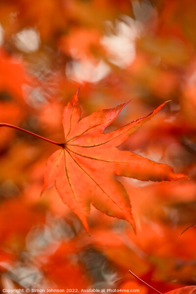 Autumn acer  leaves Picture Board by Simon Johnson