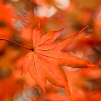 Buy canvas prints of Autumn acer  leaves by Simon Johnson