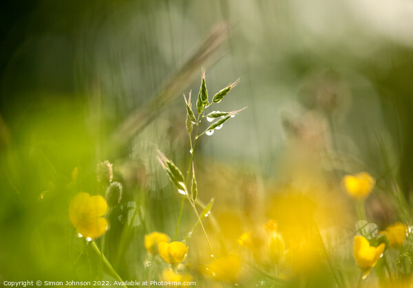  grass and buttercups  with dew drops Picture Board by Simon Johnson