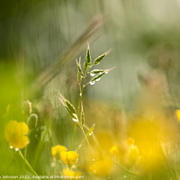 Buy canvas prints of  grass and buttercups  with dew drops by Simon Johnson