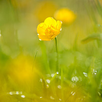 Buy canvas prints of A close up of a  buttercup flower with morning dew by Simon Johnson
